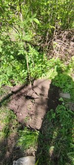 IMG_20250427_161316.jpg