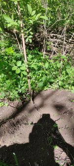 IMG_20250427_161401.jpg