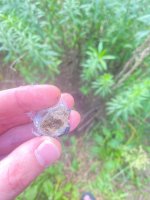 IMG_4561.jpeg