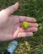 IMG_1106.jpeg